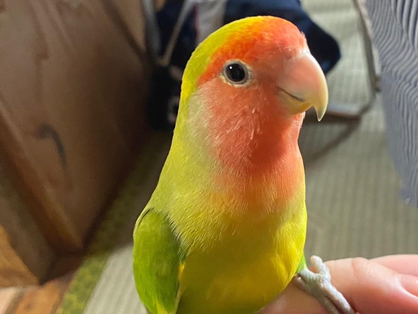 ピノちゃん ピノちゃん