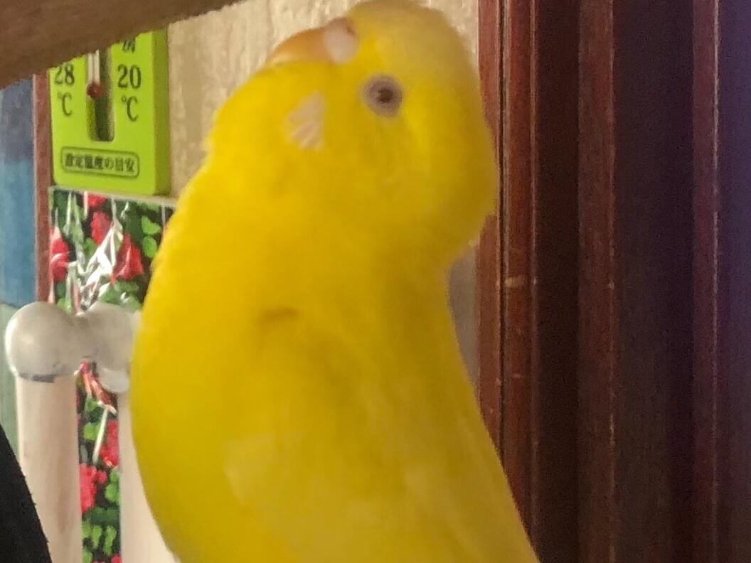 うんちゃん うんちゃん