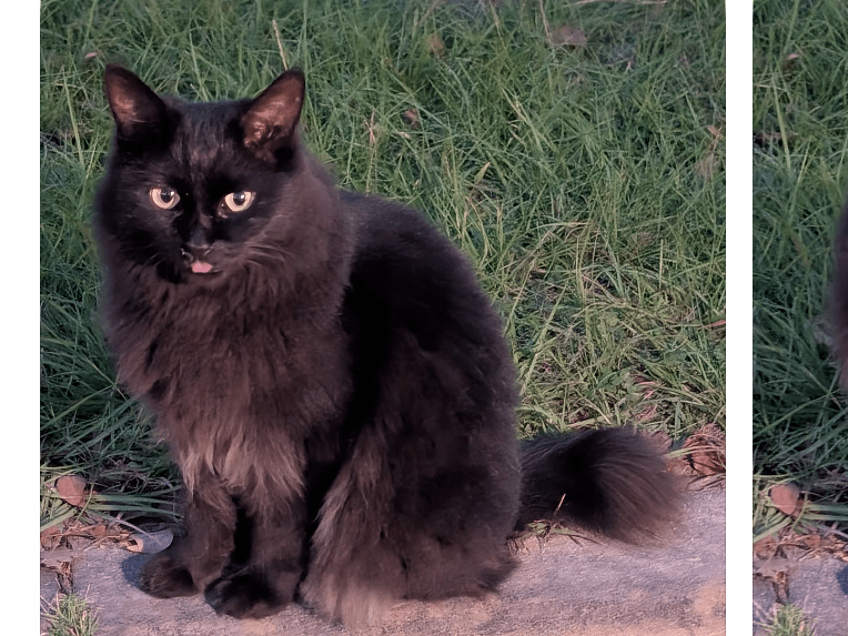 目撃された猫 目撃された猫