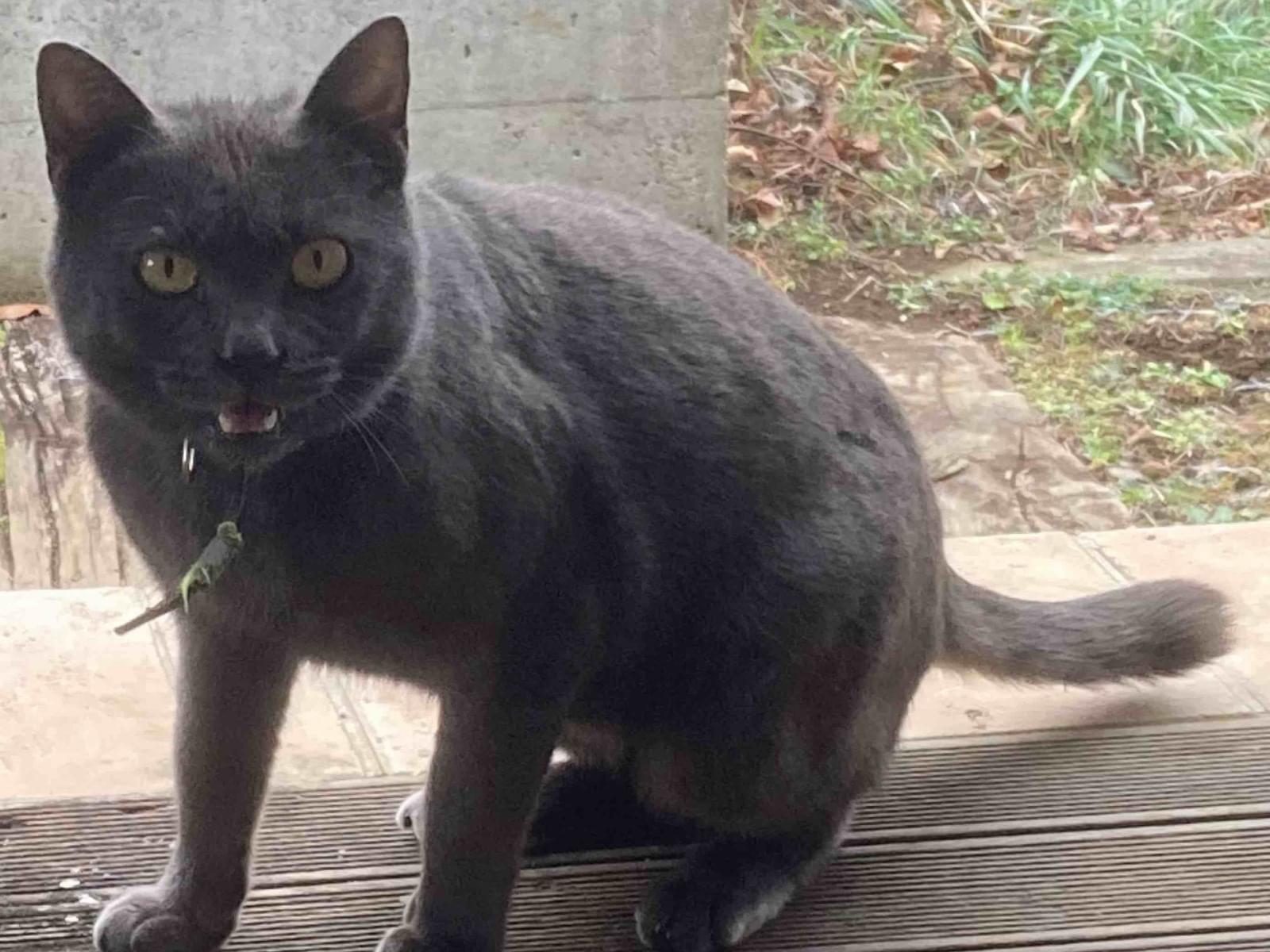 目撃された猫 目撃された猫
