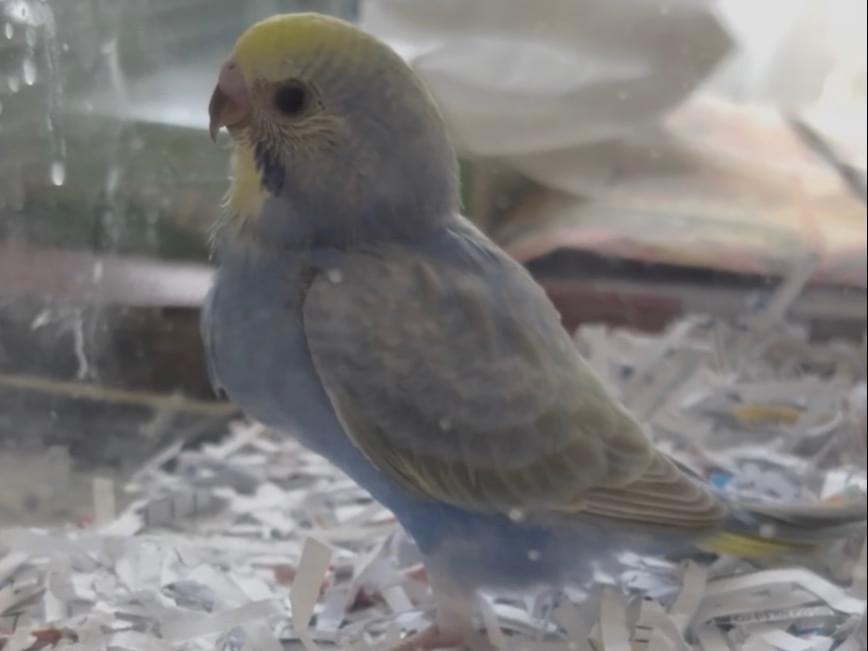 ピー助ちゃん ピー助ちゃん