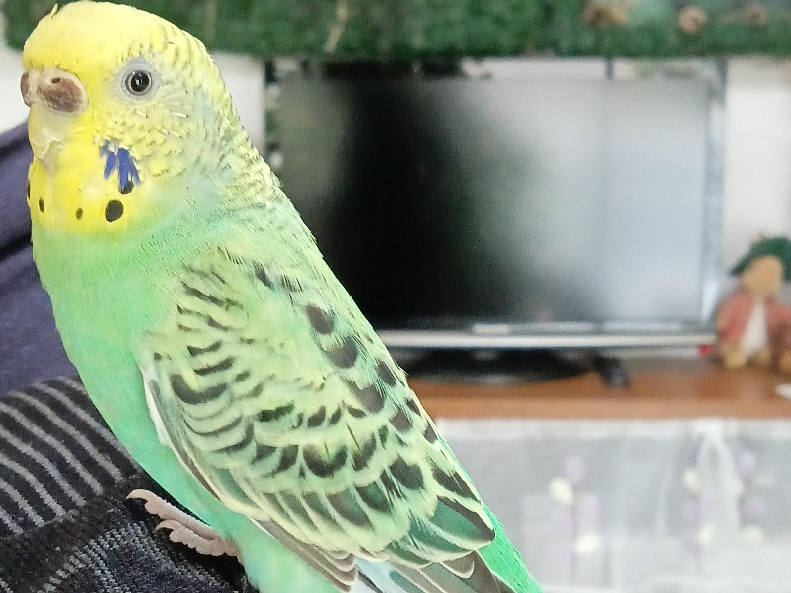 保護された鳥 保護された鳥