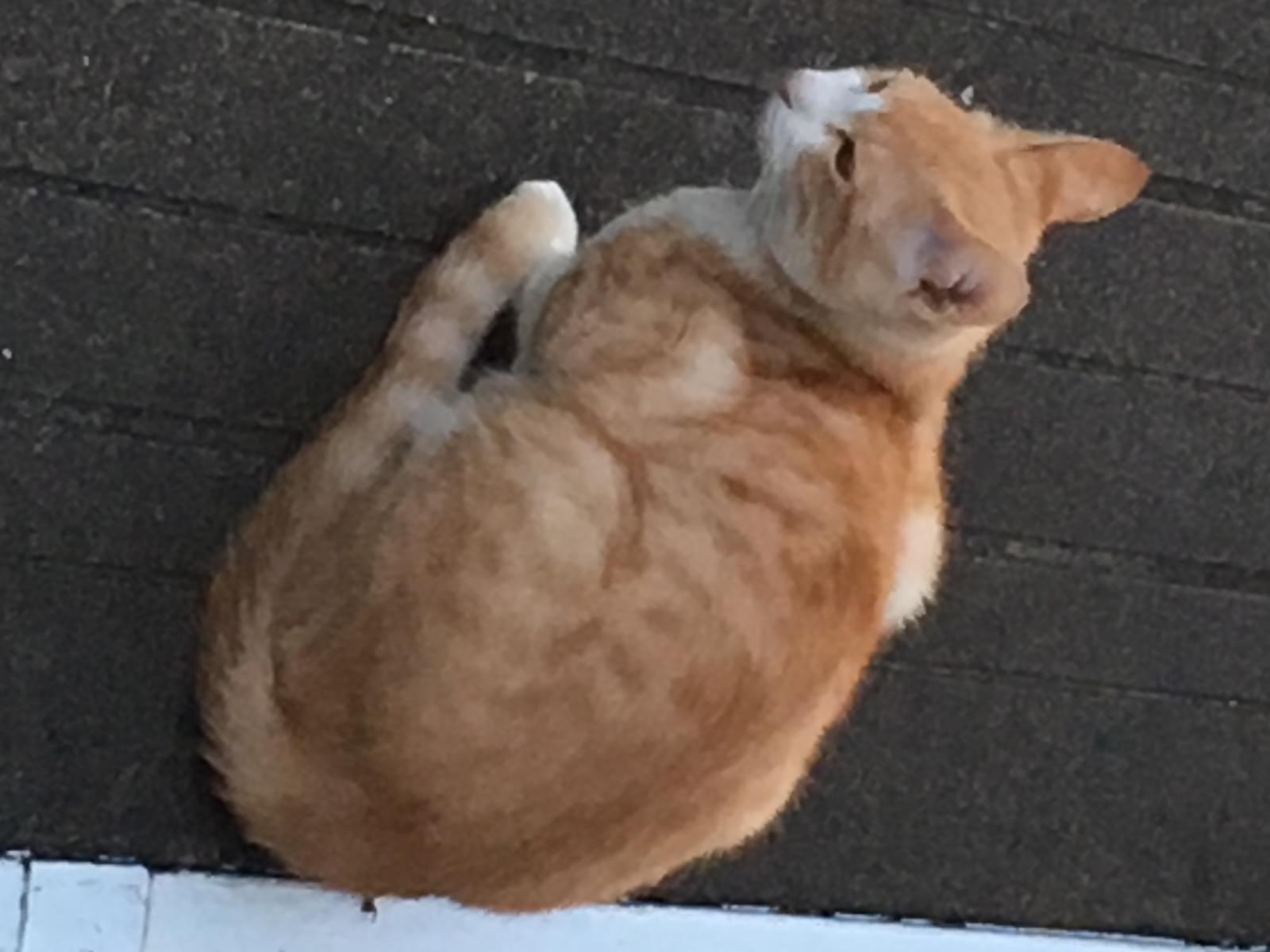 こはたんちゃん