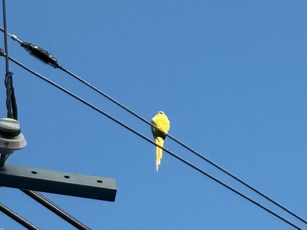 目撃された鳥 目撃された鳥
