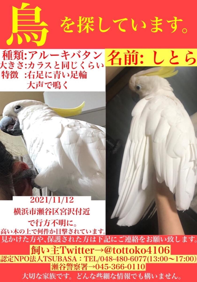大きな声で鳴く白いオウムを探しています 大きな声で鳴く白いオウムを探しています