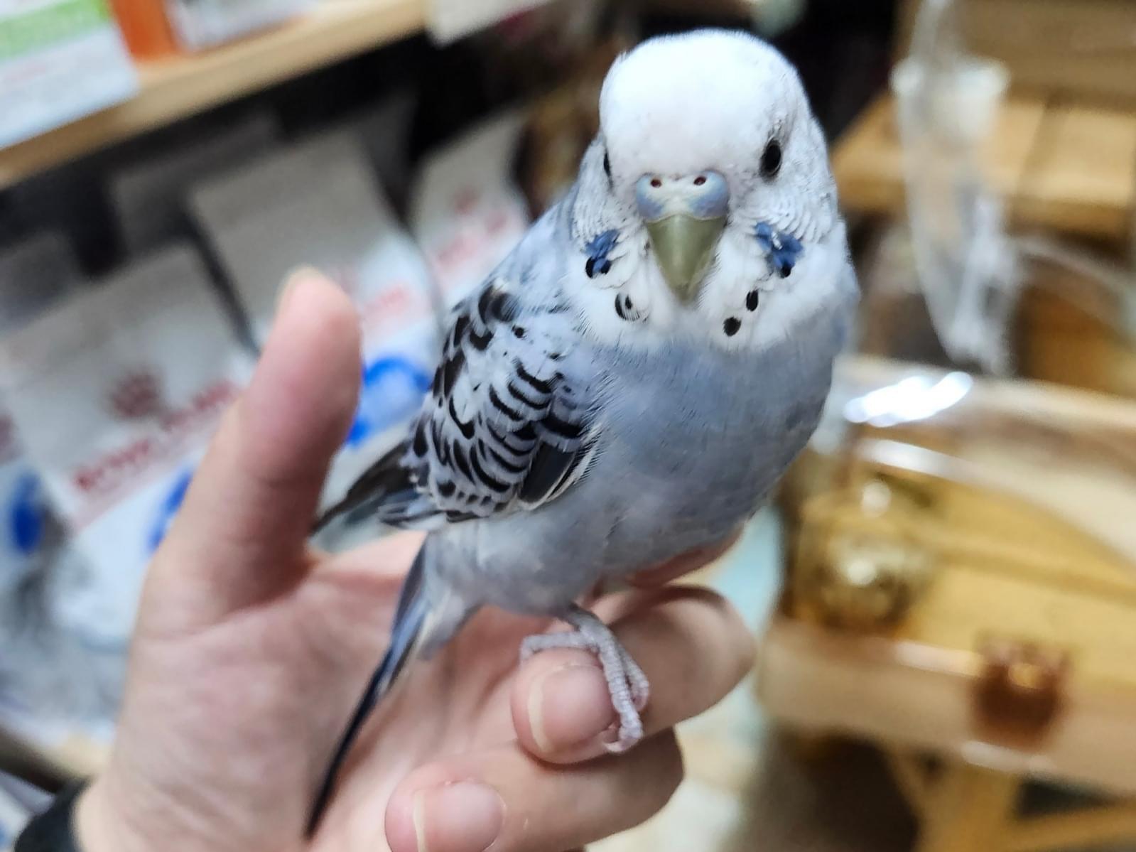 保護された鳥 保護された鳥