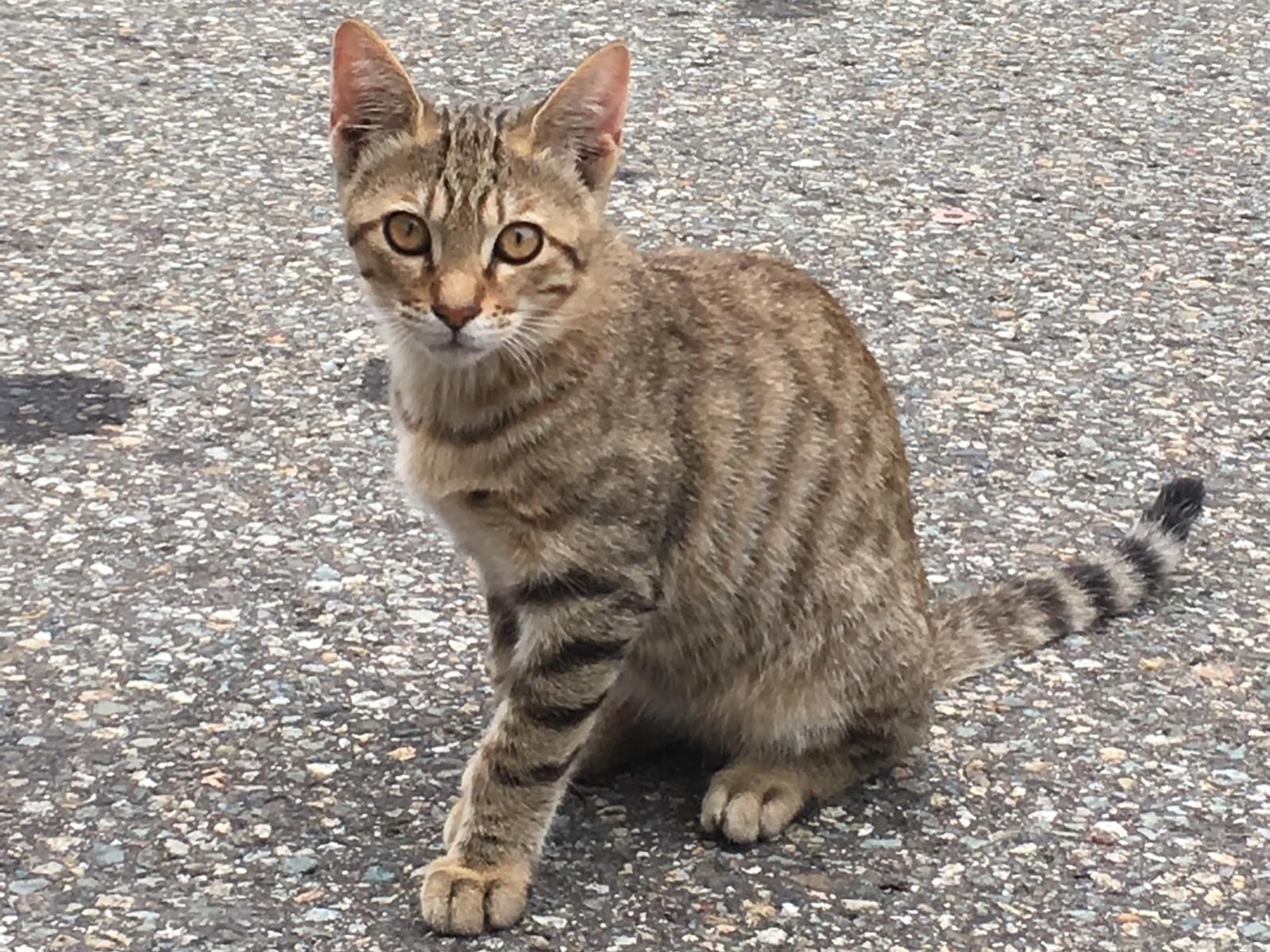 トラちゃん トラちゃん