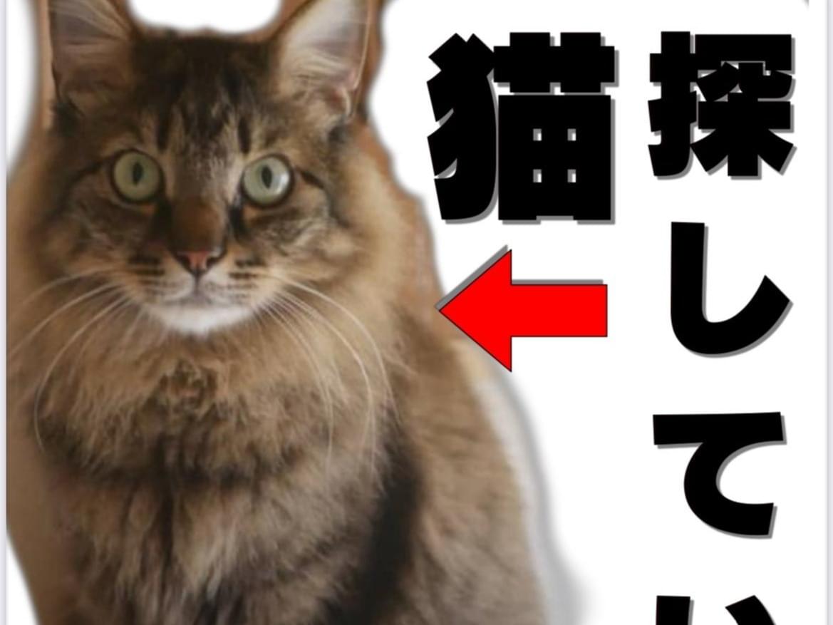 アビちゃん アビちゃん