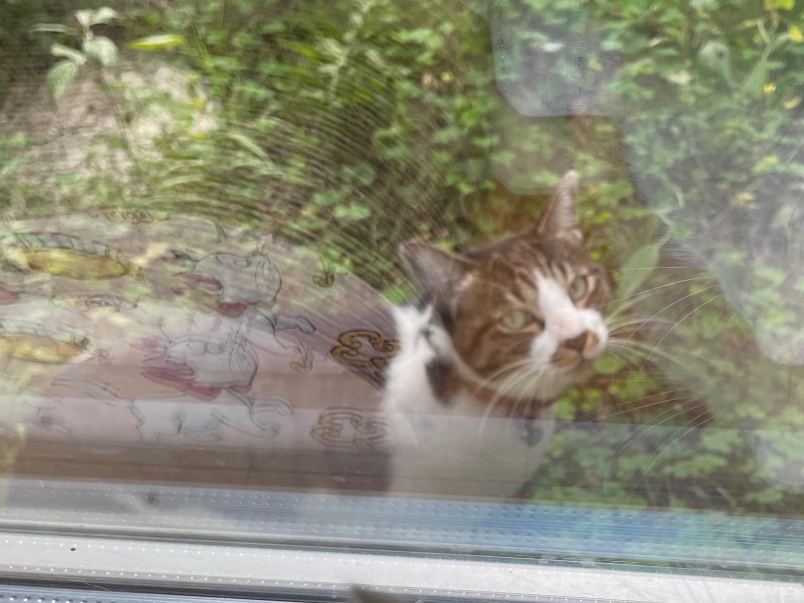 目撃された猫 目撃された猫