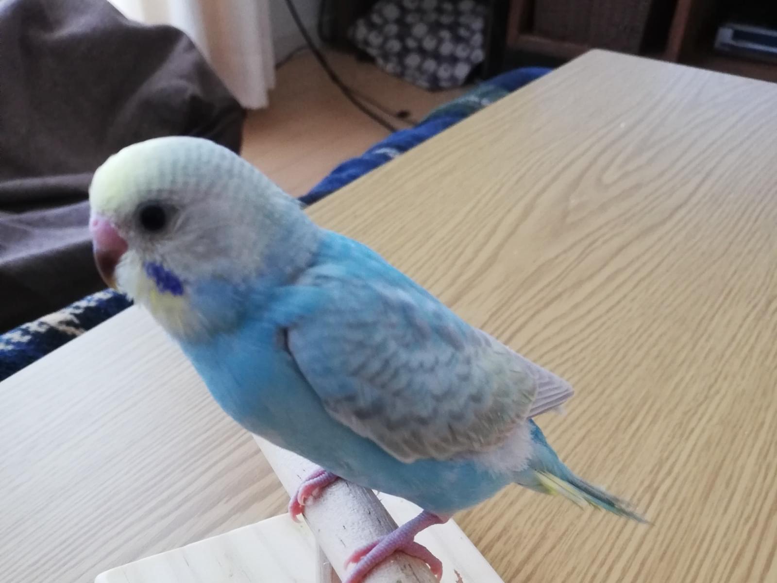 チュンタちゃん チュンタちゃん
