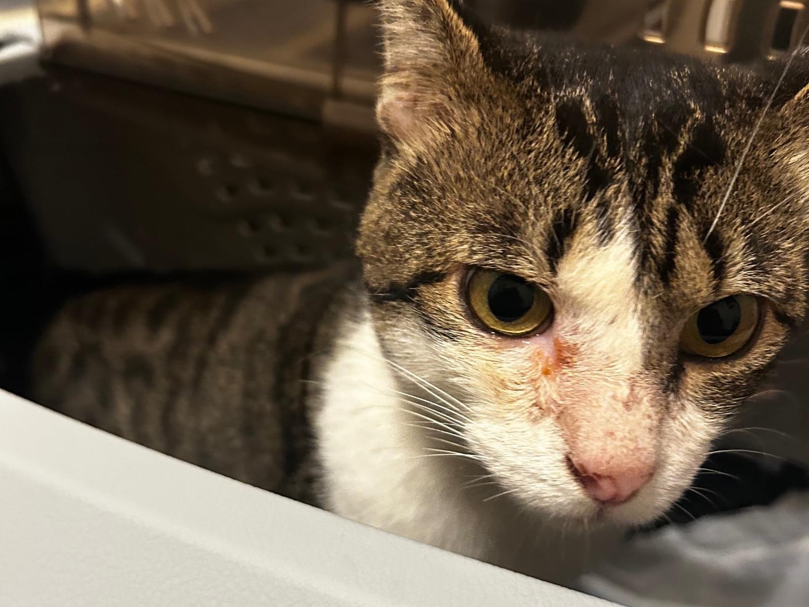 保護された猫