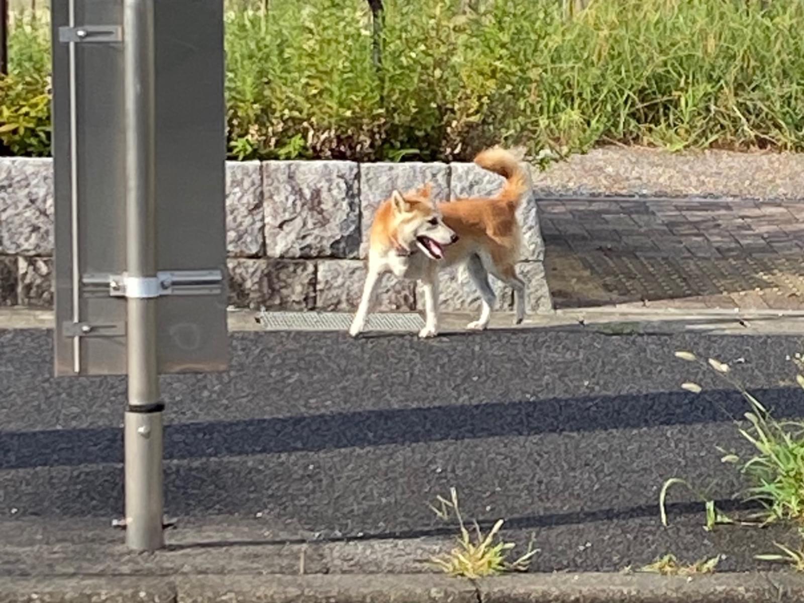 目撃された犬 目撃された犬