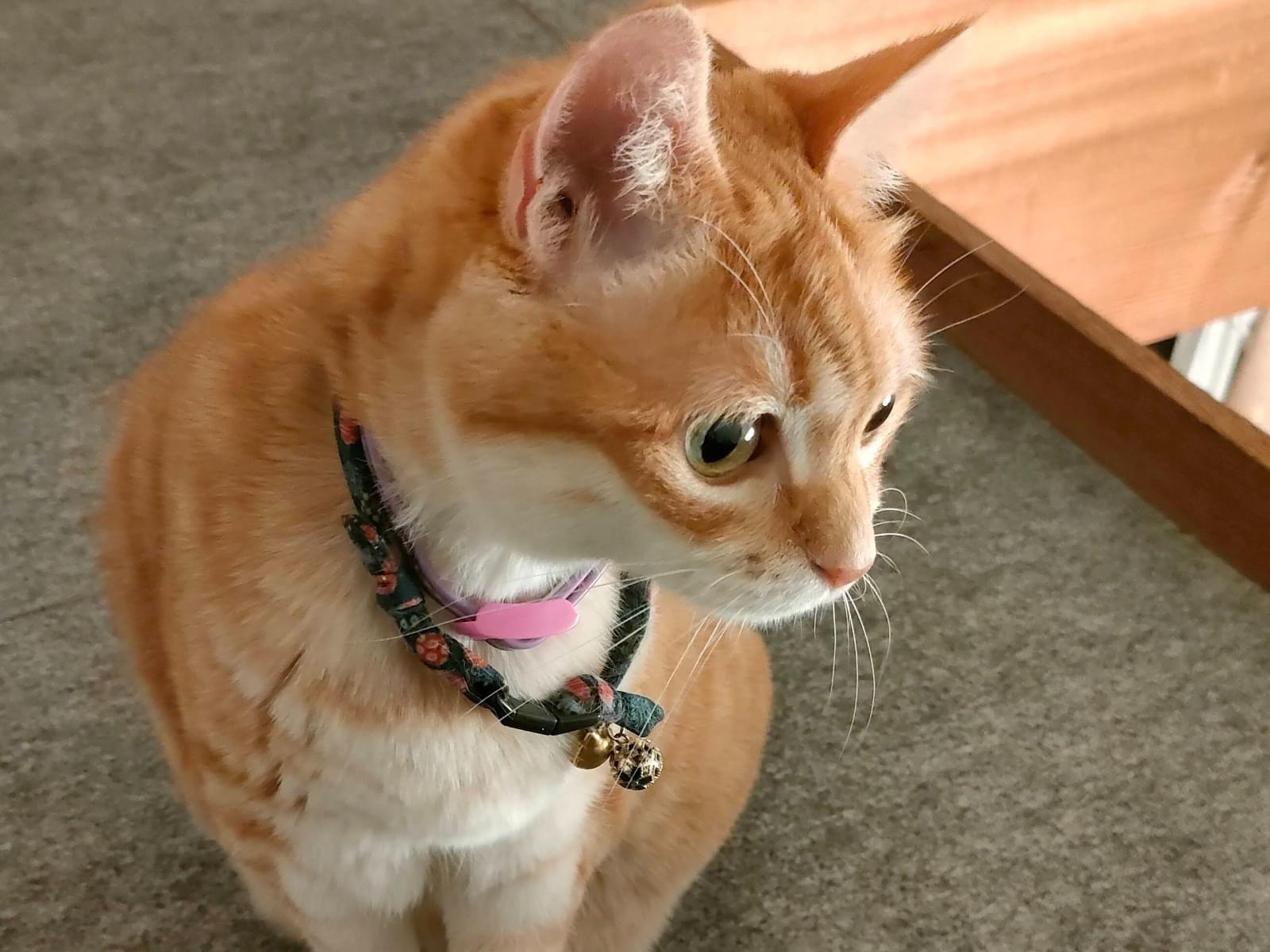 にゃっきーちゃん にゃっきーちゃん