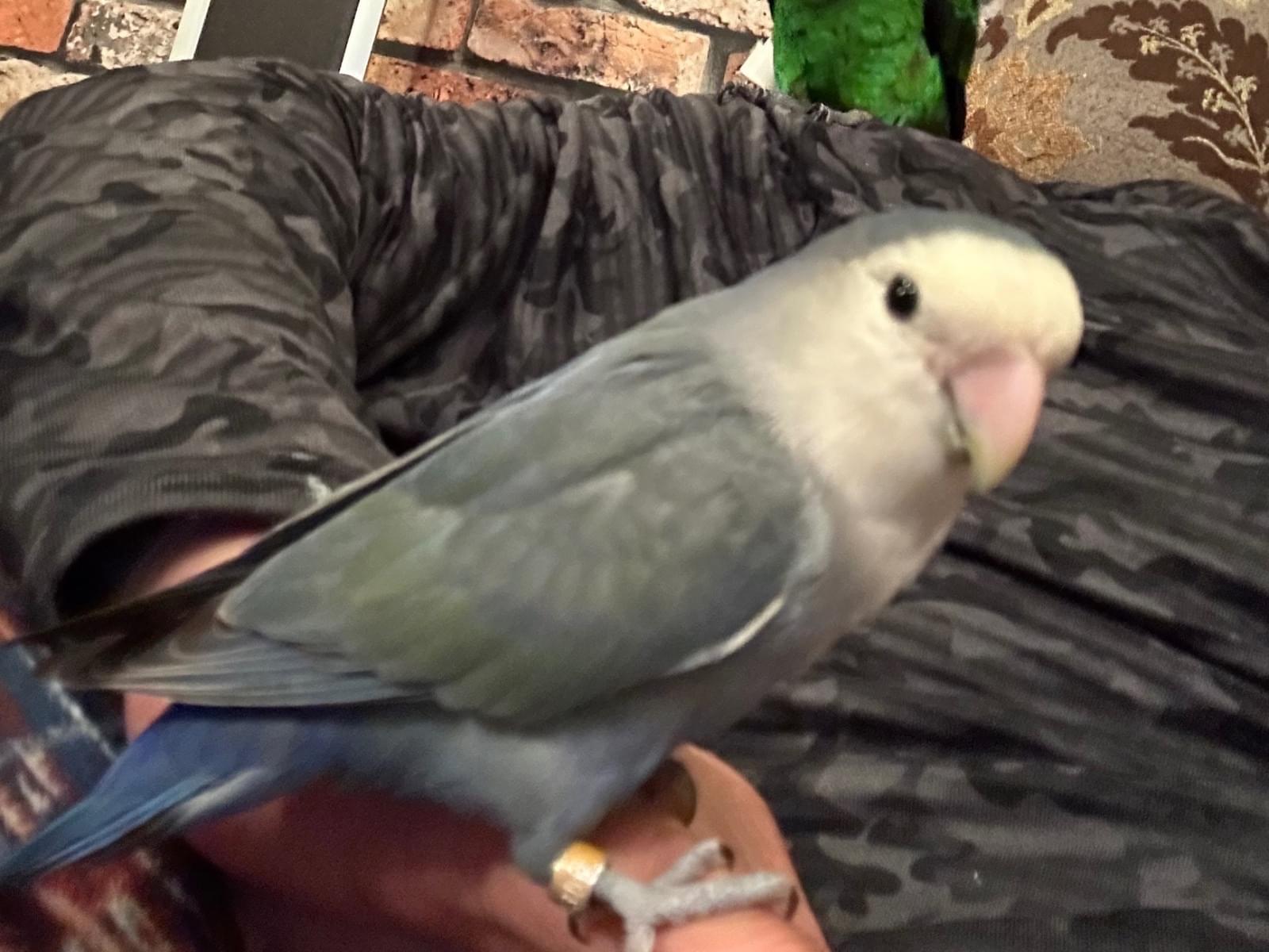 アオイちゃん