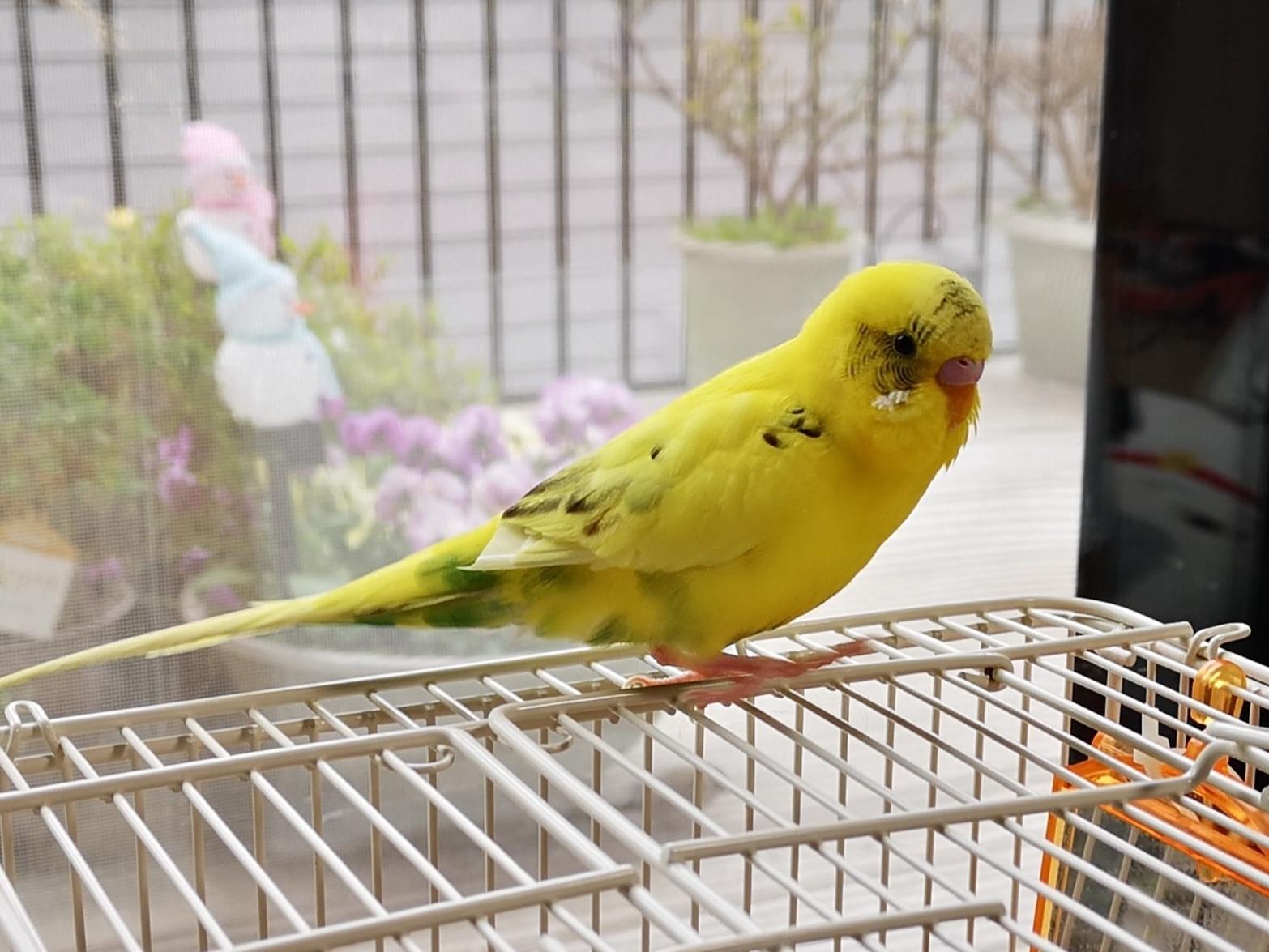 ウリちゃん ウリちゃん