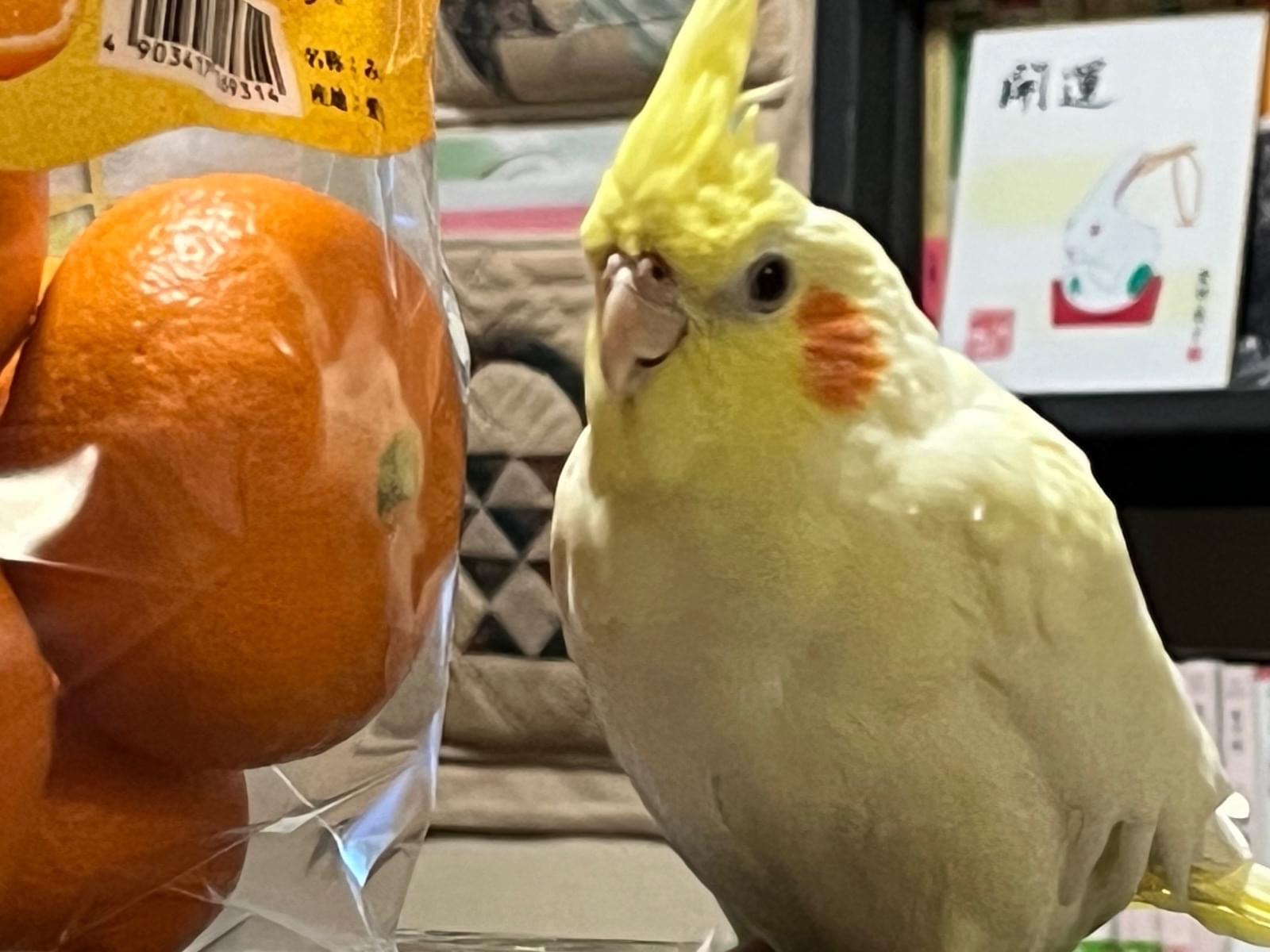 ポポちゃん ポポちゃん