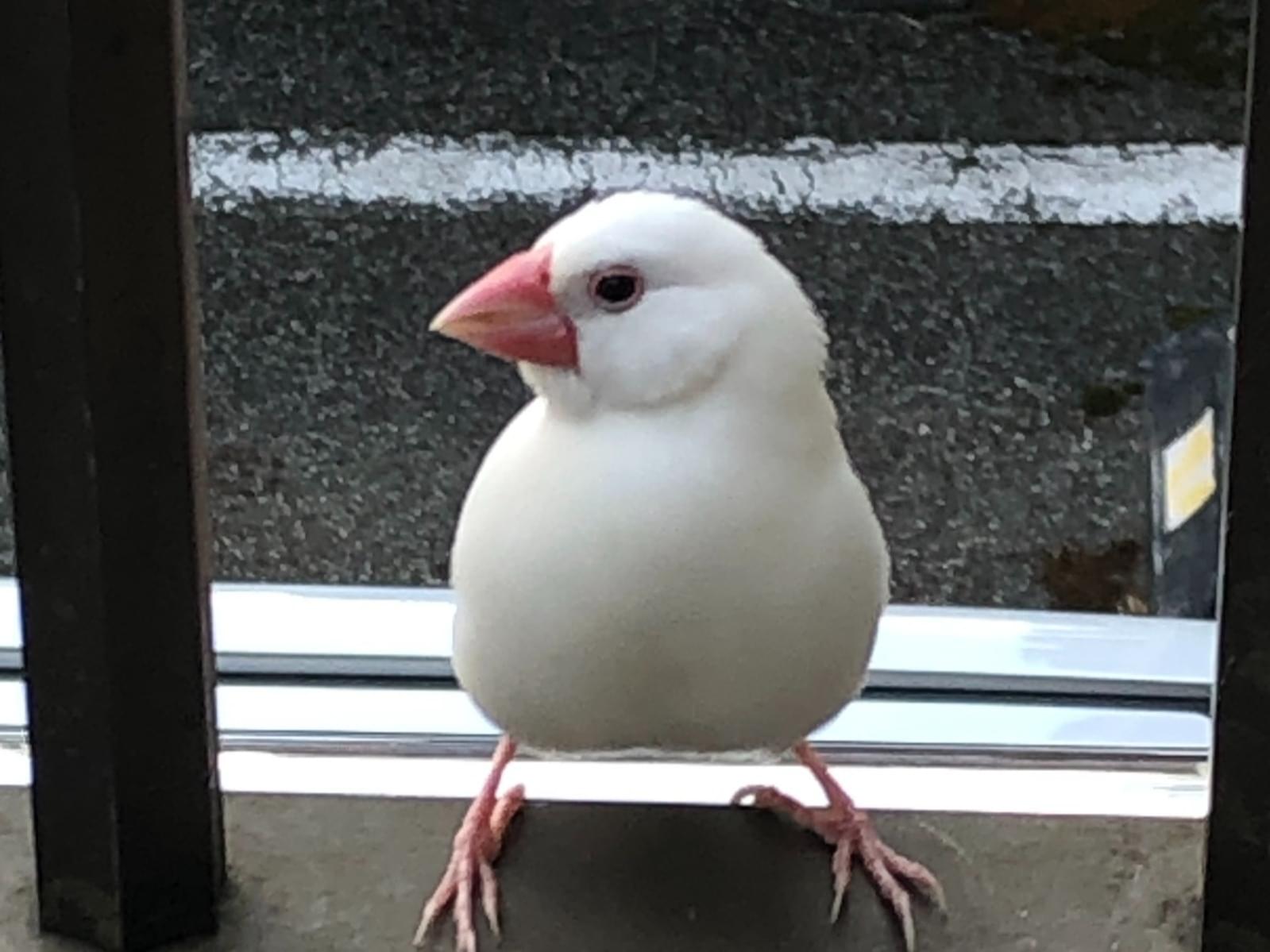 目撃された鳥 目撃された鳥