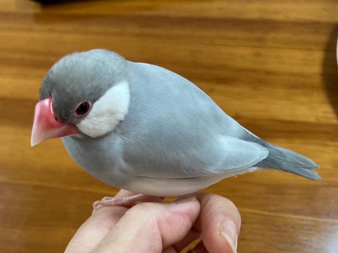 しーちゃん しーちゃん
