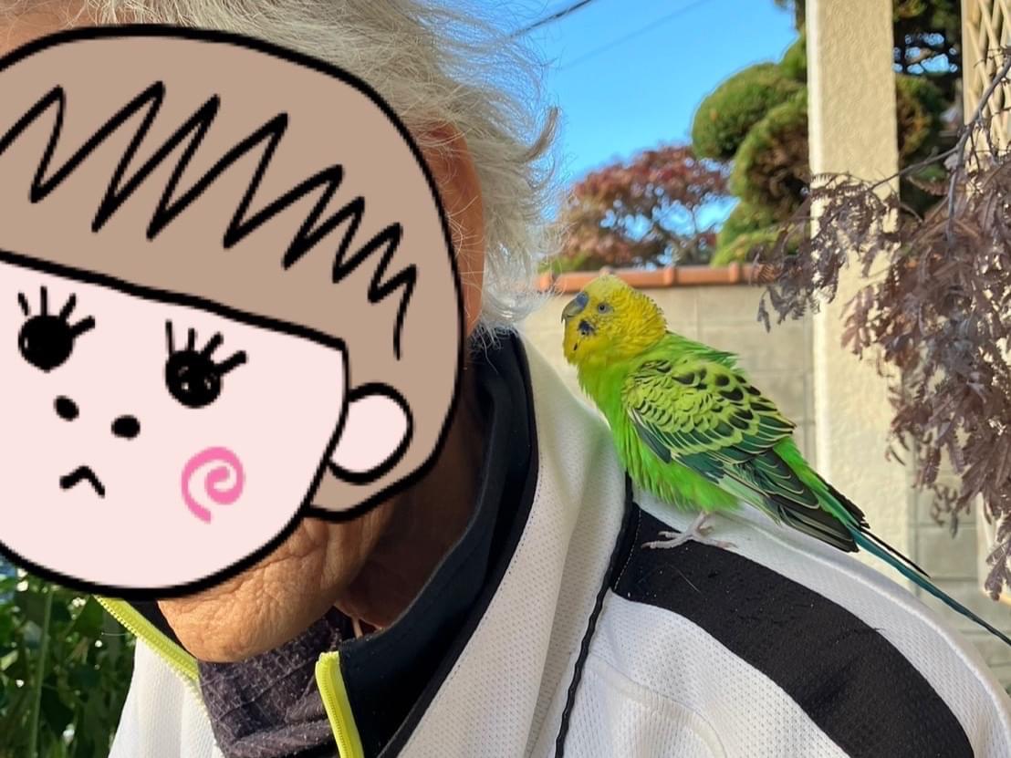 目撃された鳥 目撃された鳥