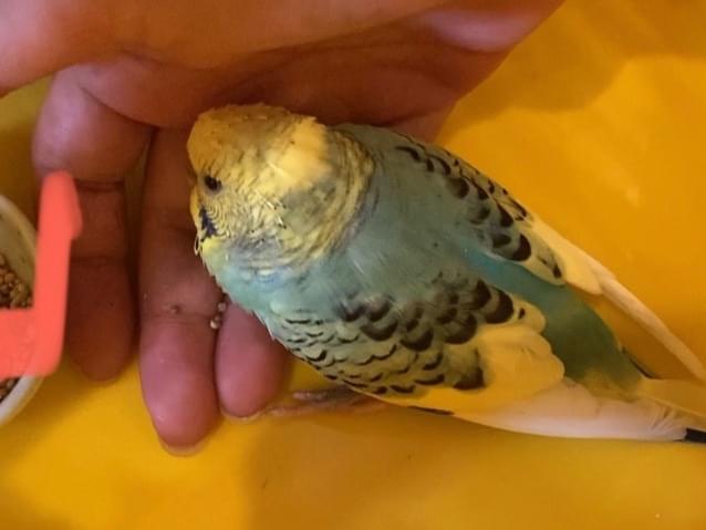 保護された鳥 保護された鳥