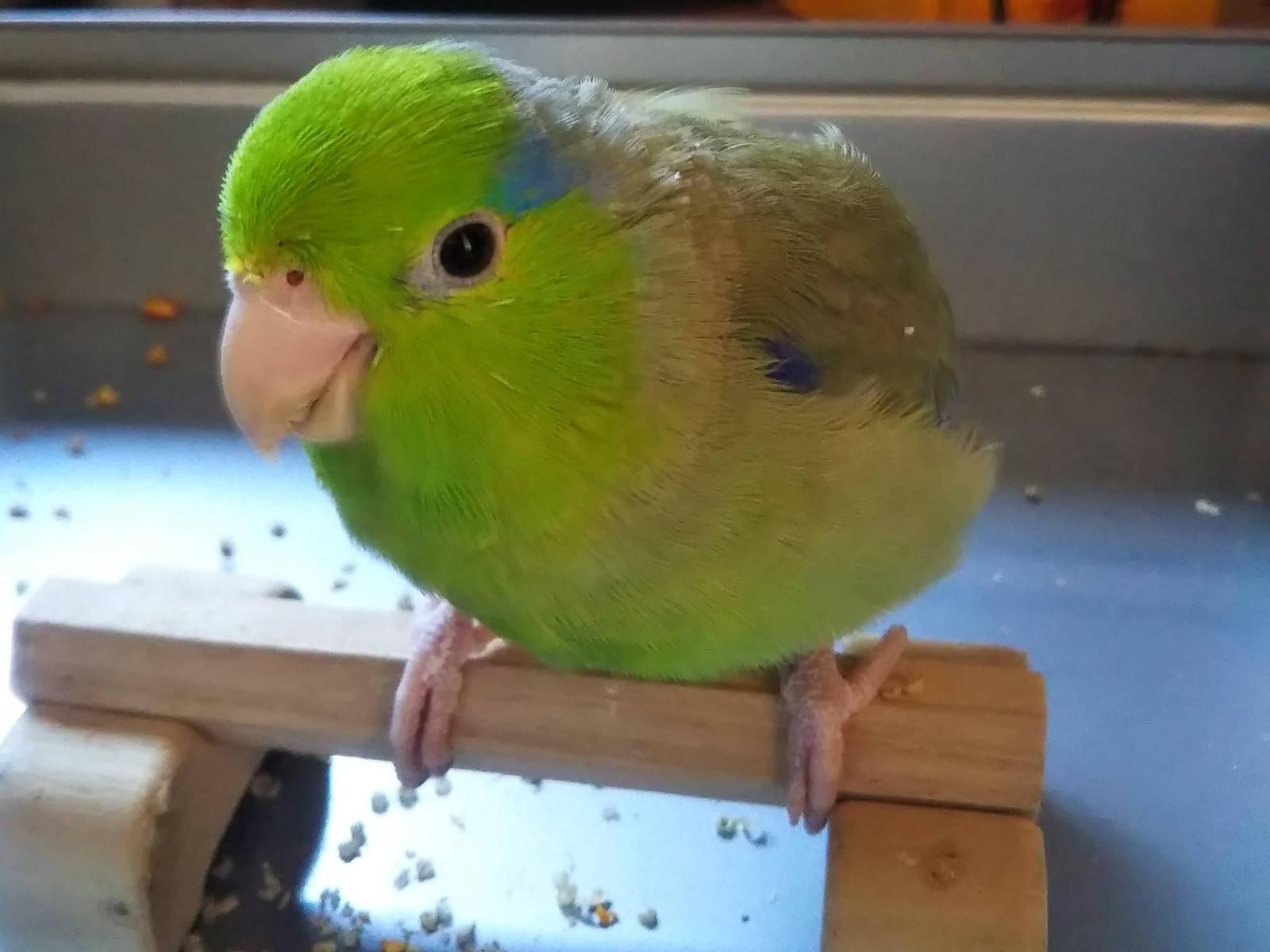 ドムちゃん ドムちゃん