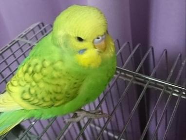 保護された鳥 保護された鳥