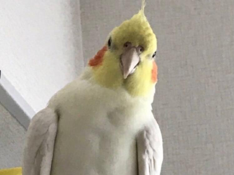 たまちゃん たまちゃん