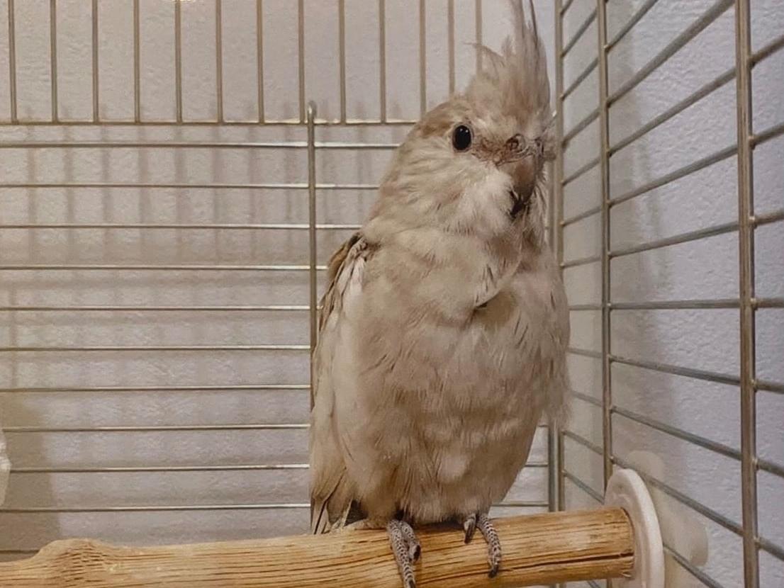 ハッピーちゃん ハッピーちゃん