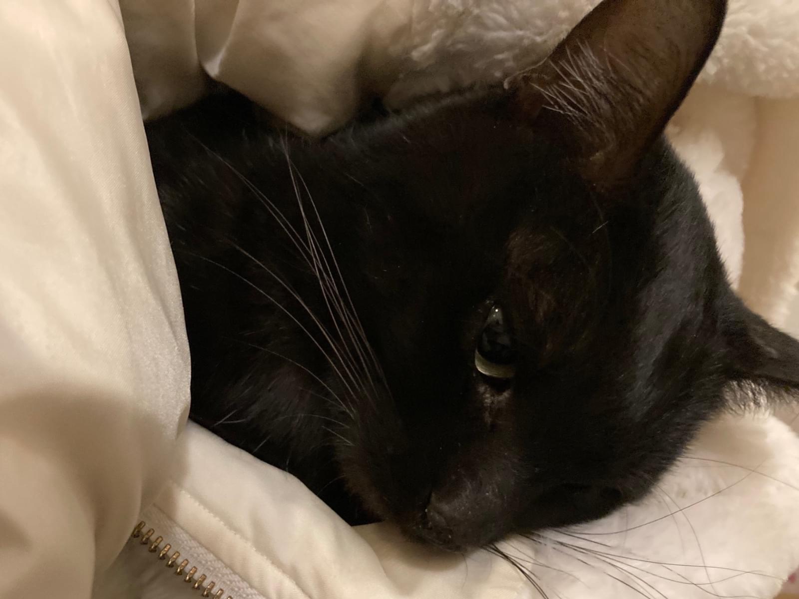 目撃された猫 目撃された猫