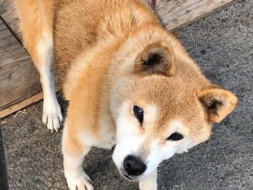 メリーちゃん メリーちゃん