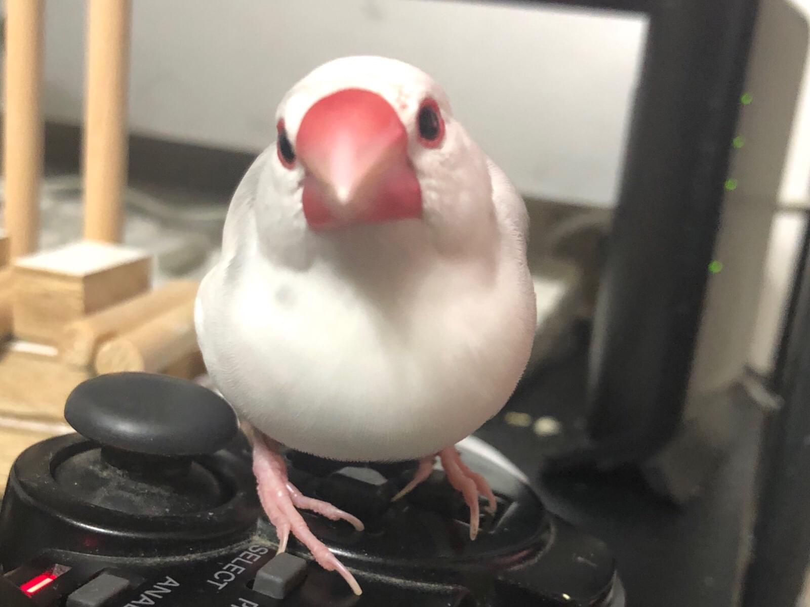 おはぎちゃん おはぎちゃん