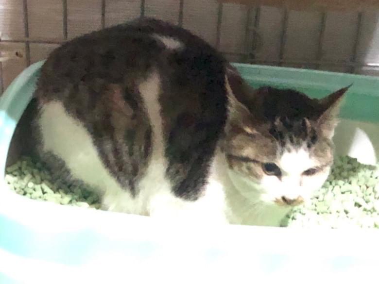 保護された猫 保護された猫