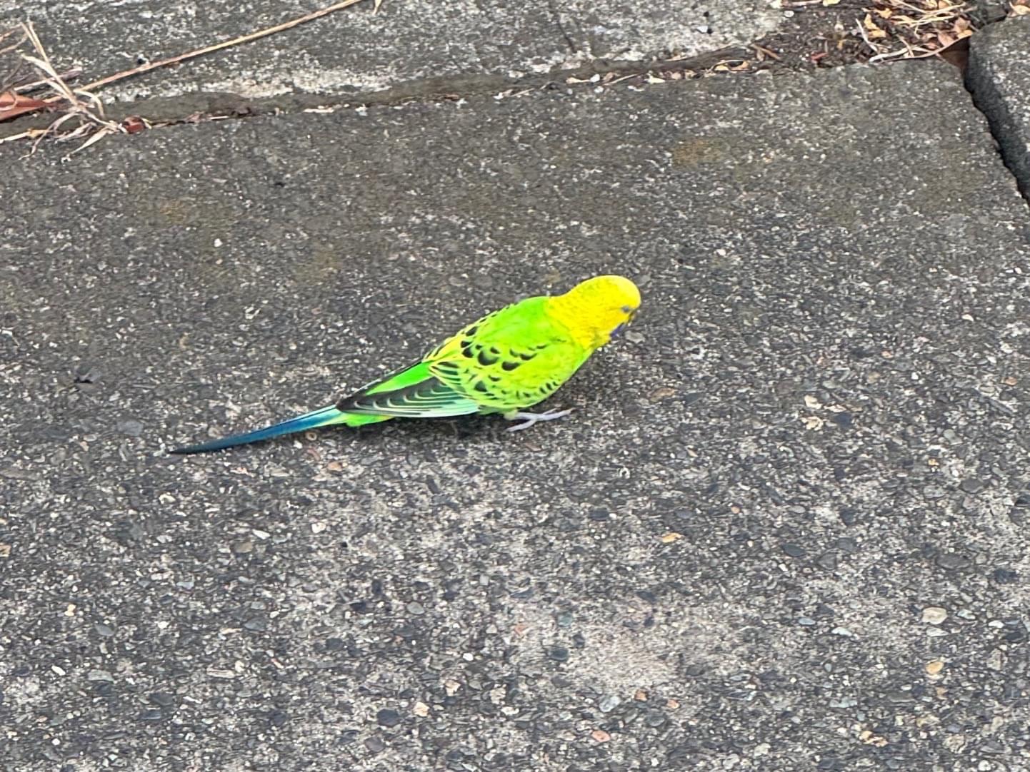 目撃された鳥 目撃された鳥