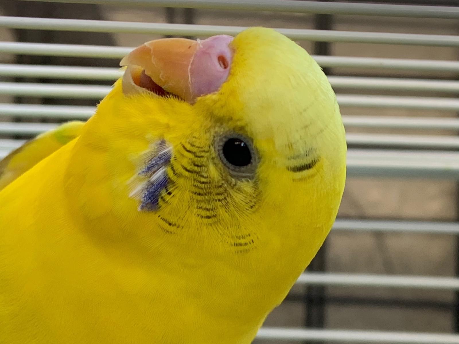 保護された鳥 保護された鳥