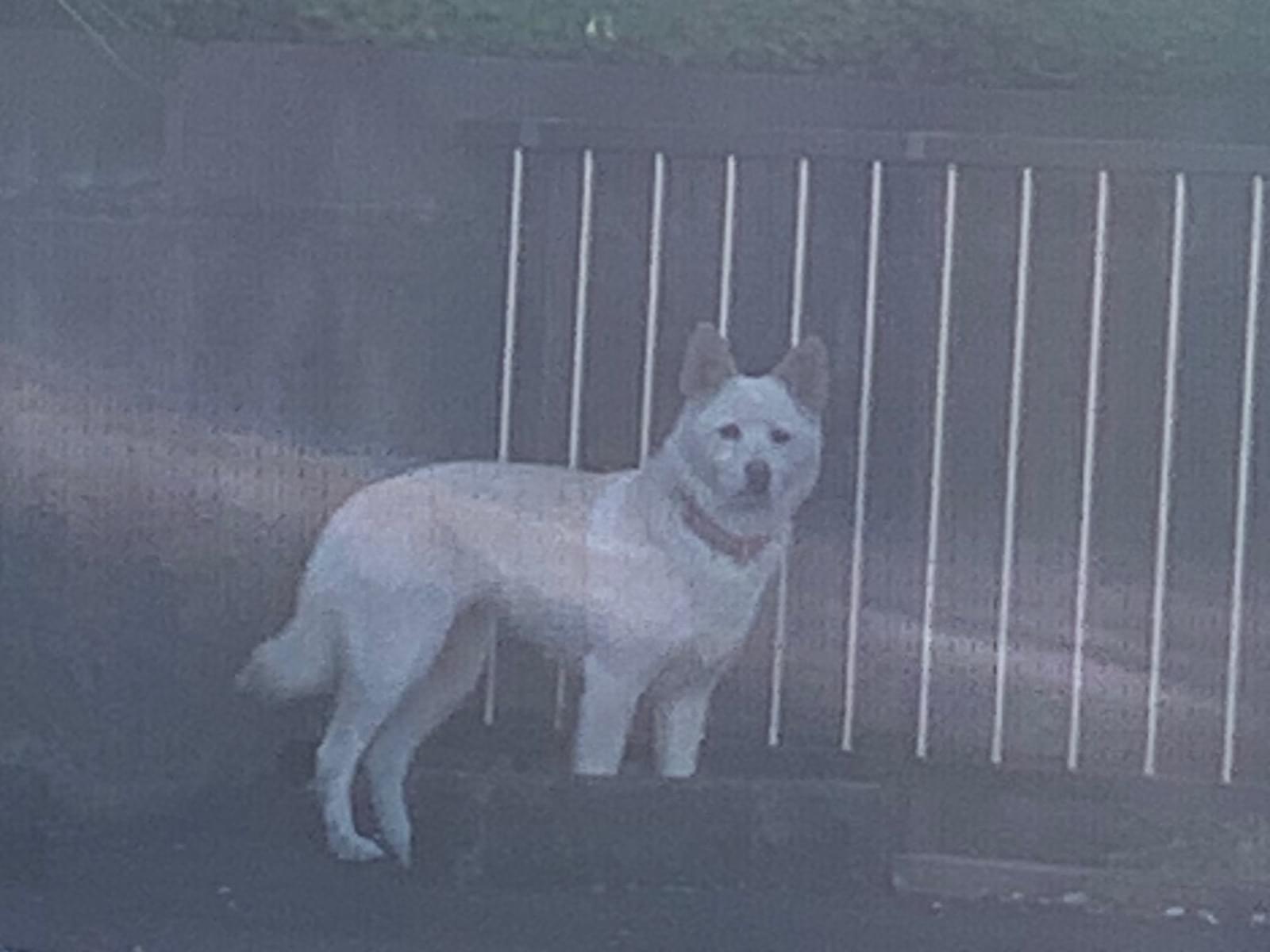 目撃された犬 目撃された犬