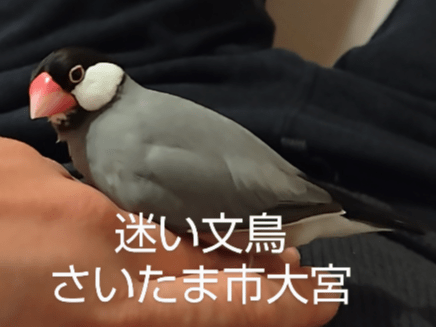 アマラちゃん アマラちゃん