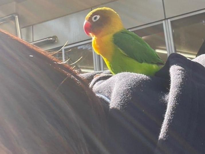 保護された鳥 保護された鳥