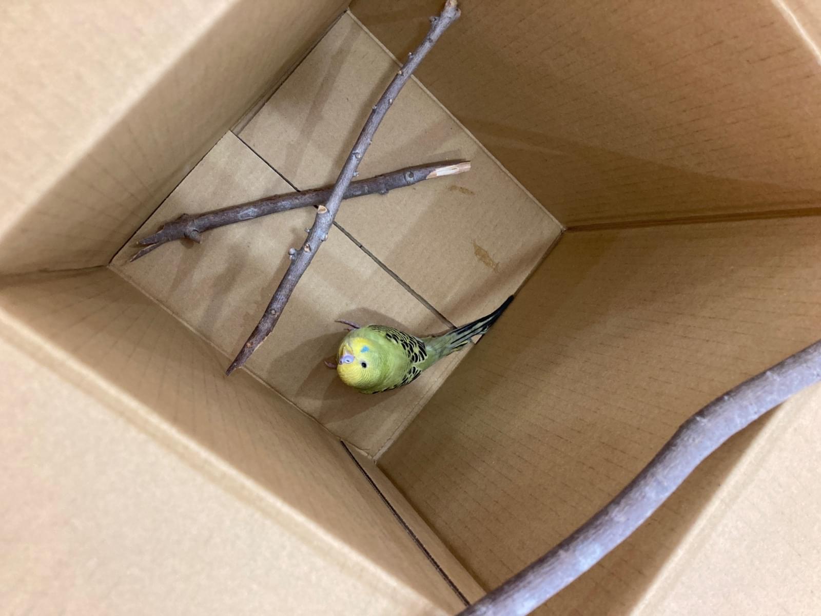 保護された鳥 保護された鳥