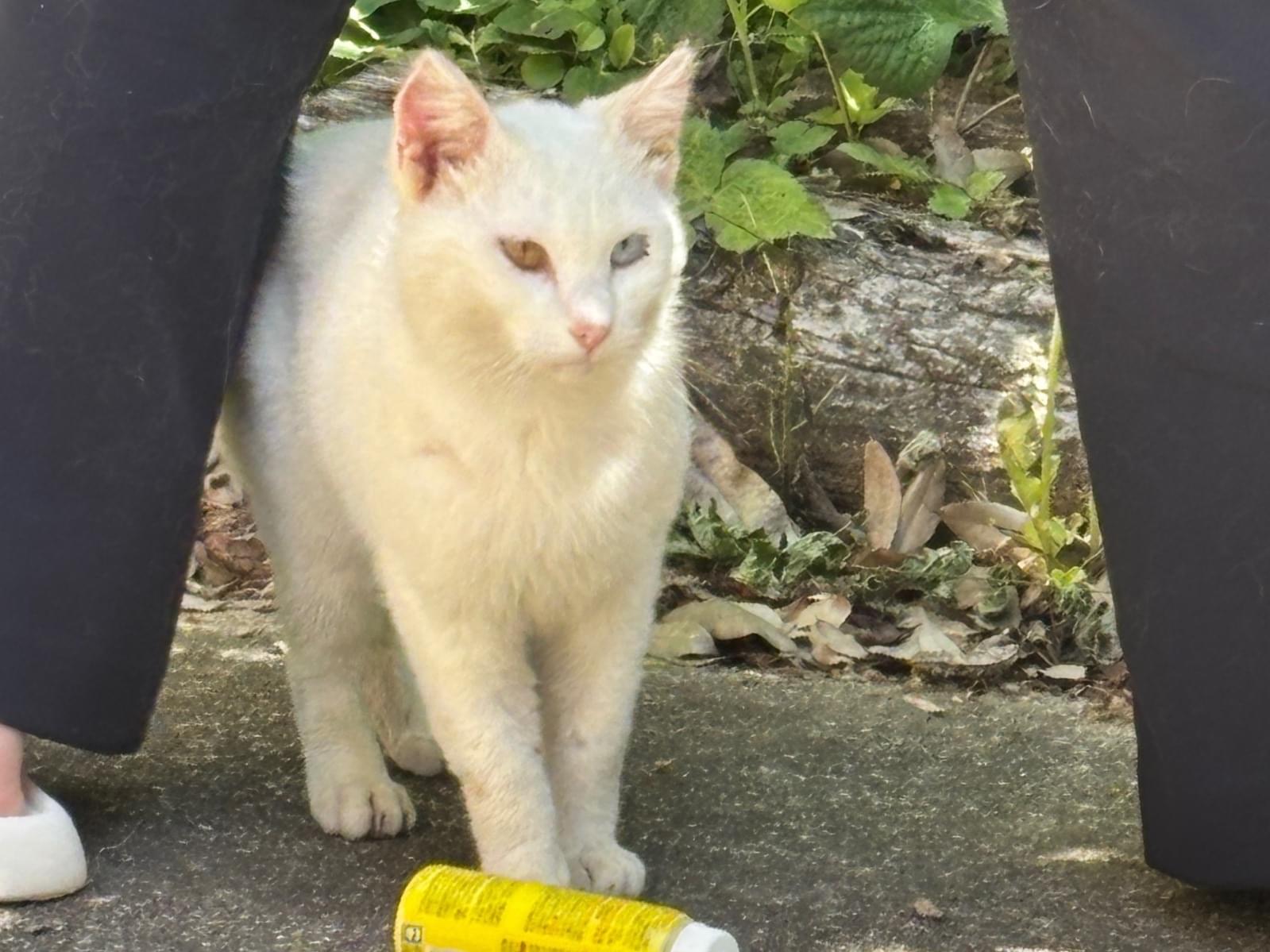 目撃された猫
