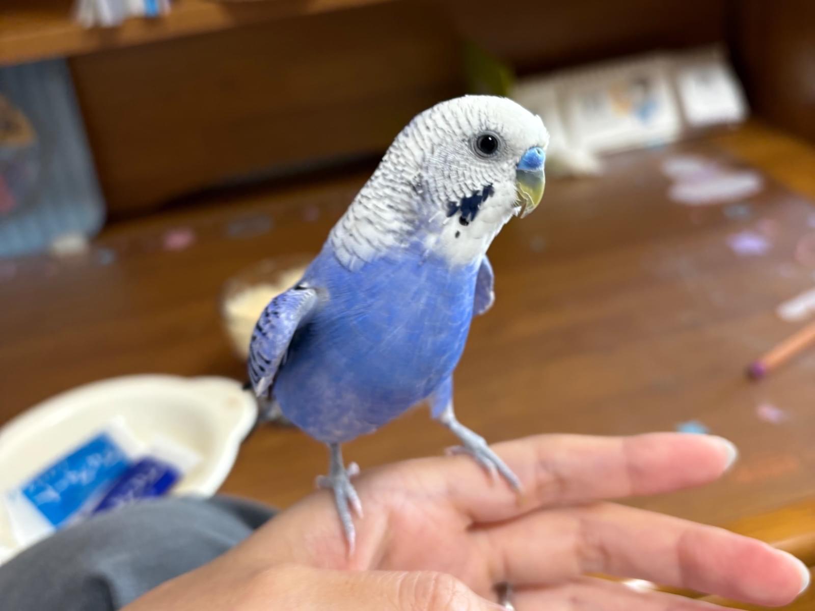 ハッピーちゃん ハッピーちゃん