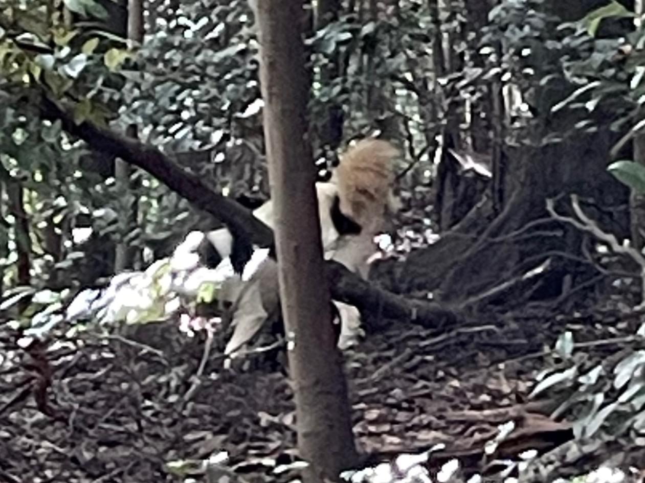 目撃された犬 目撃された犬