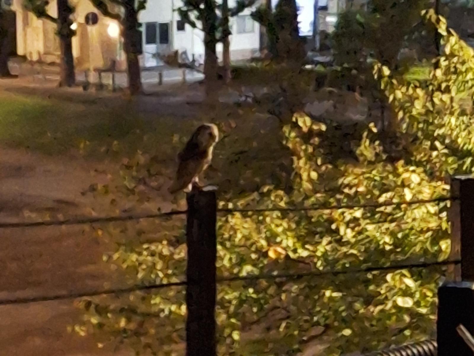 目撃された鳥