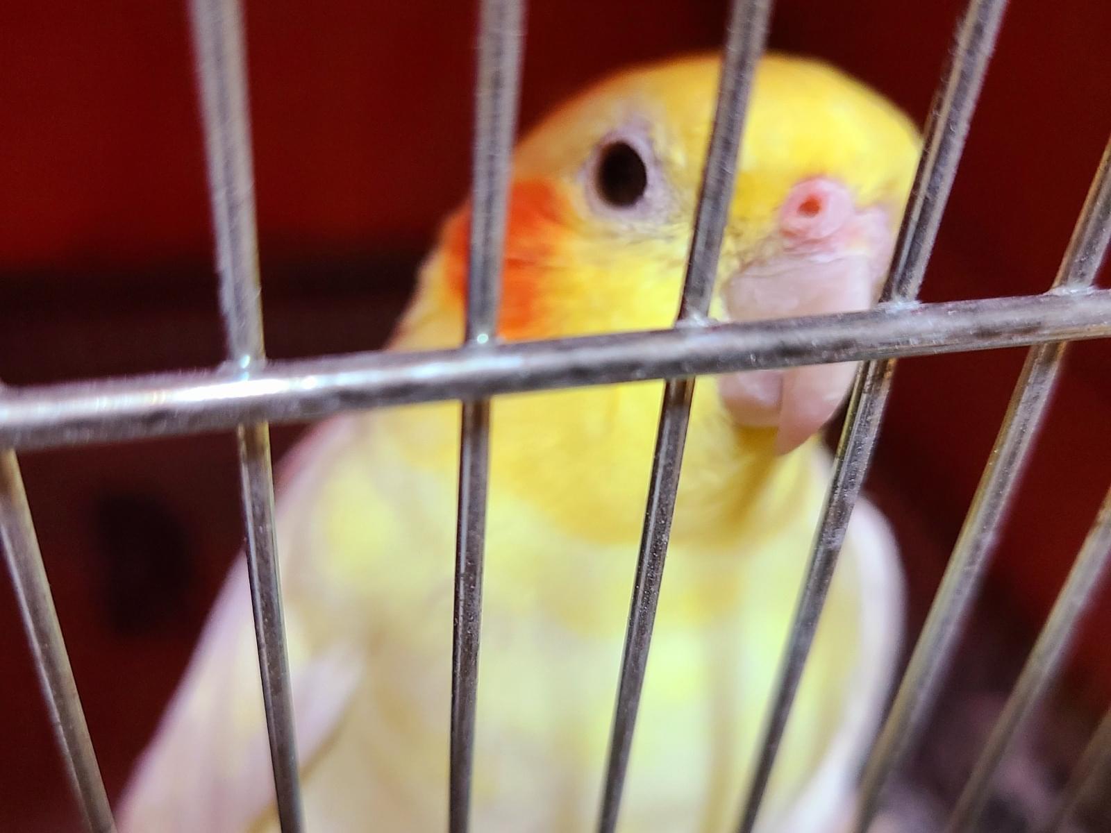 ほっぺちゃん ほっぺちゃん