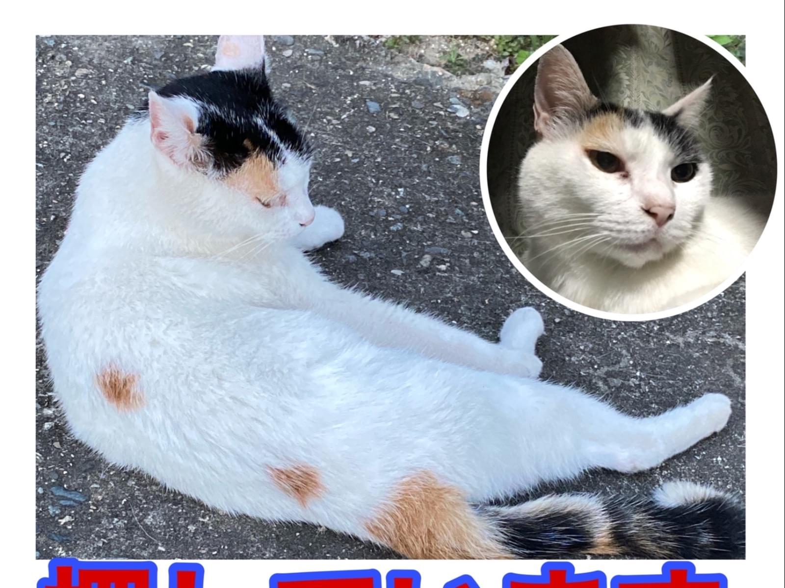 さくらちゃん さくらちゃん