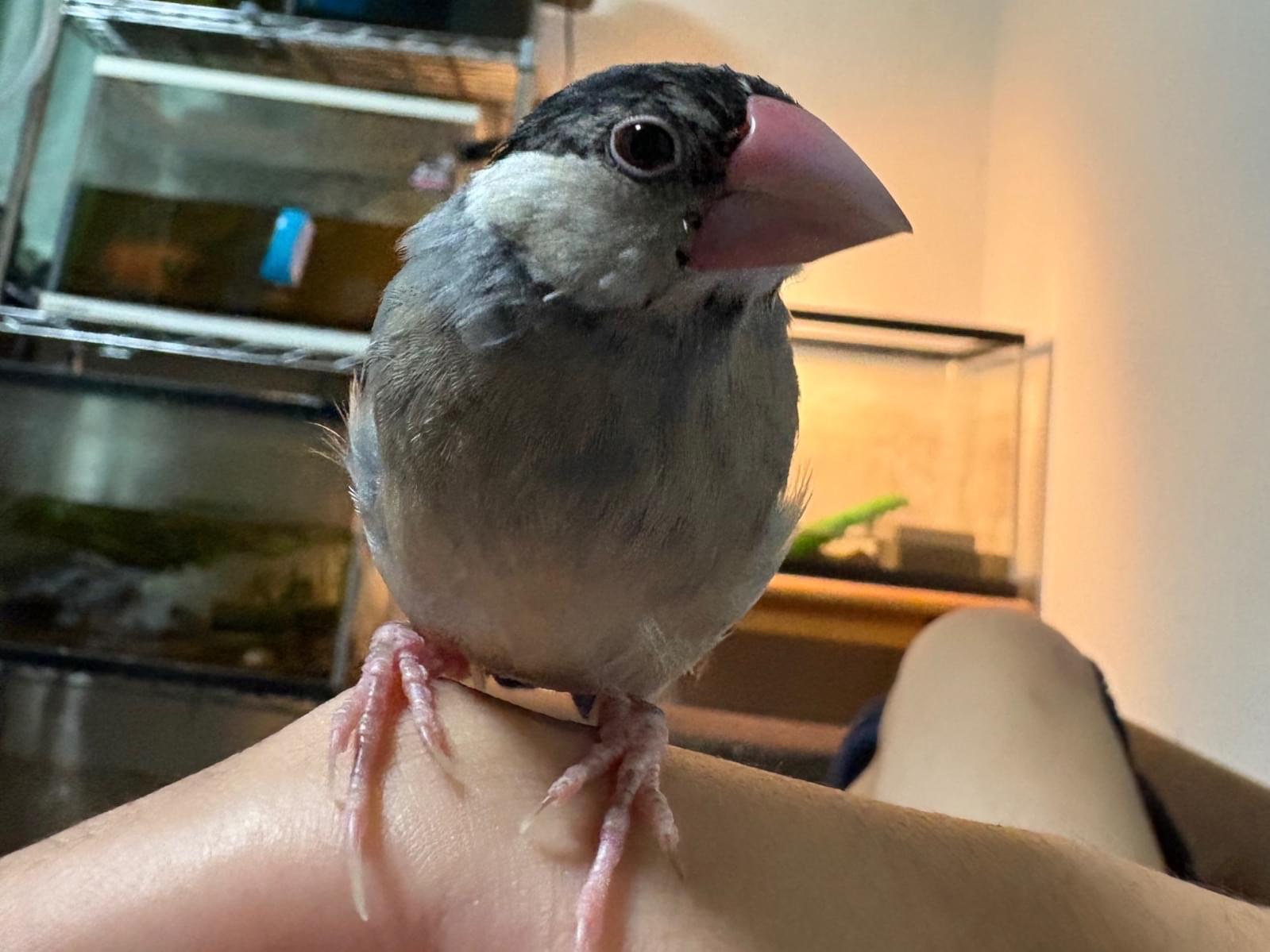 さくらちゃん さくらちゃん