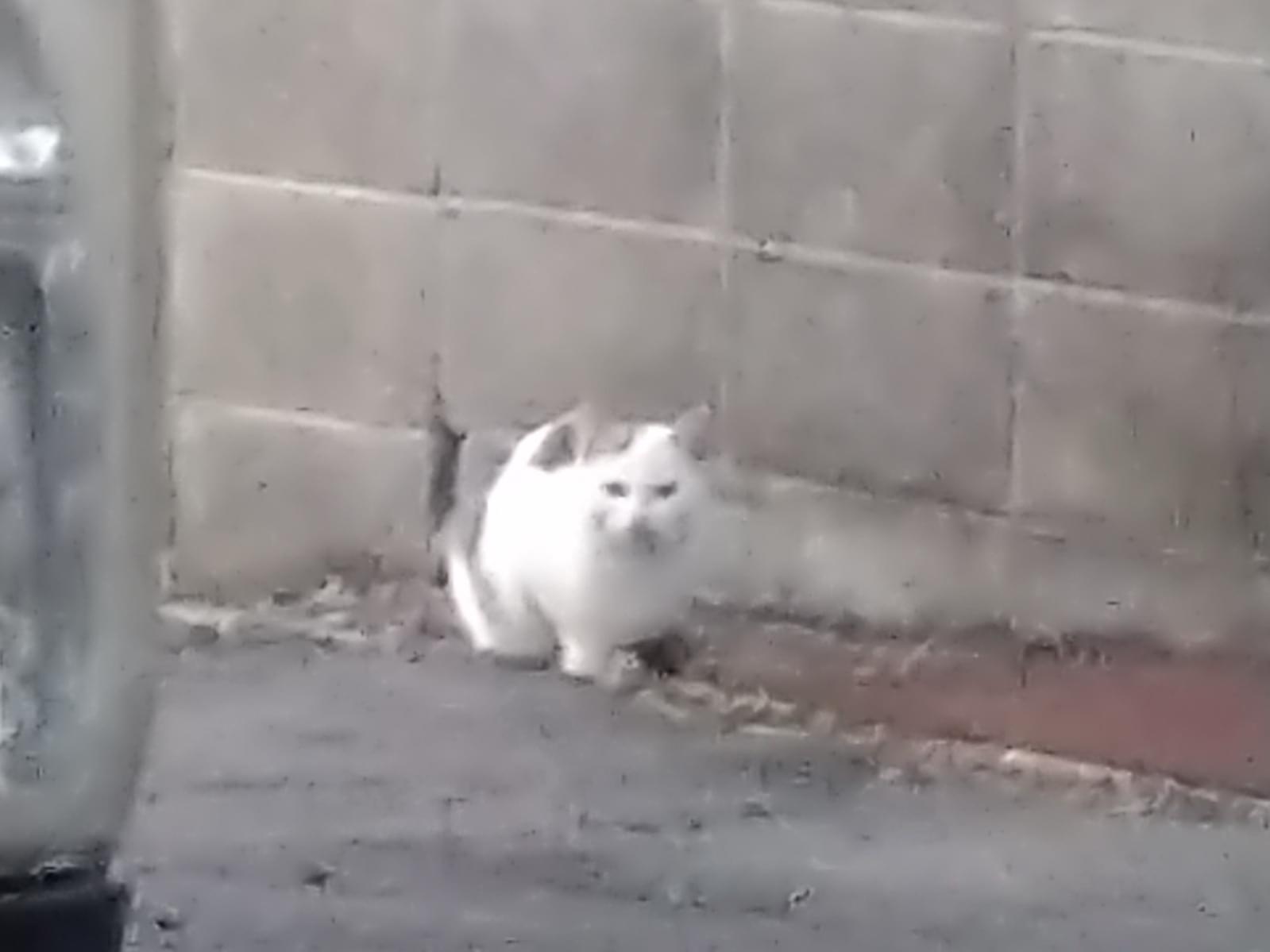 目撃された猫 目撃された猫