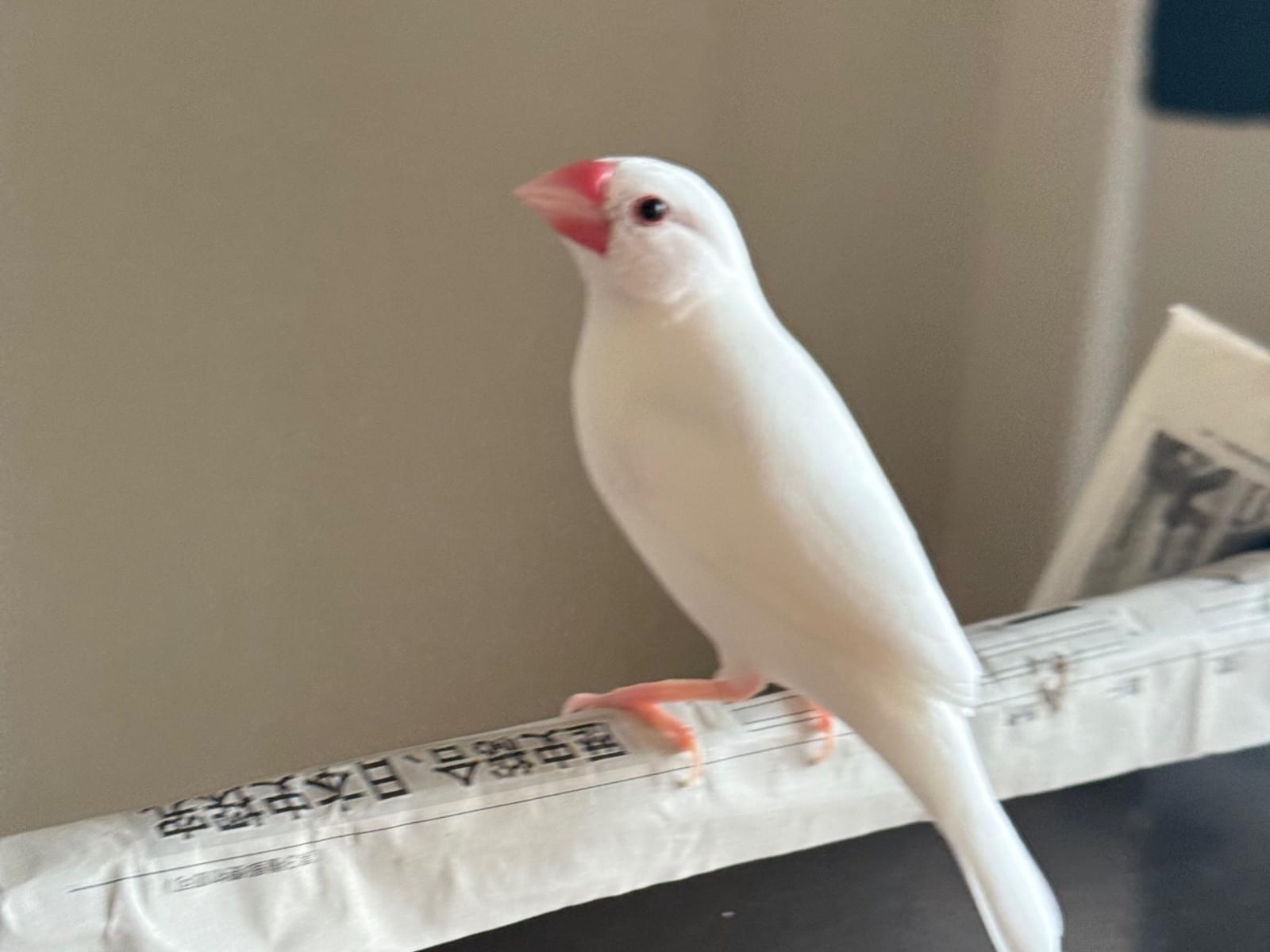 クーちゃん