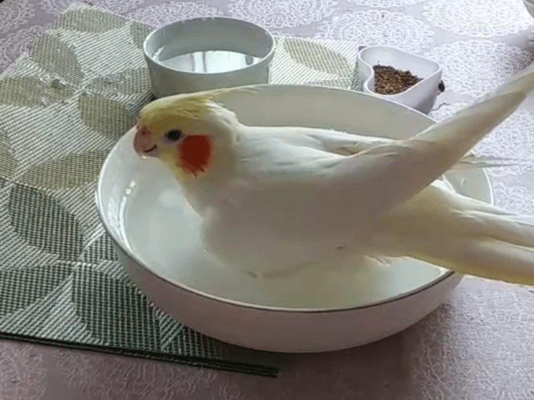 ねねちゃん ねねちゃん