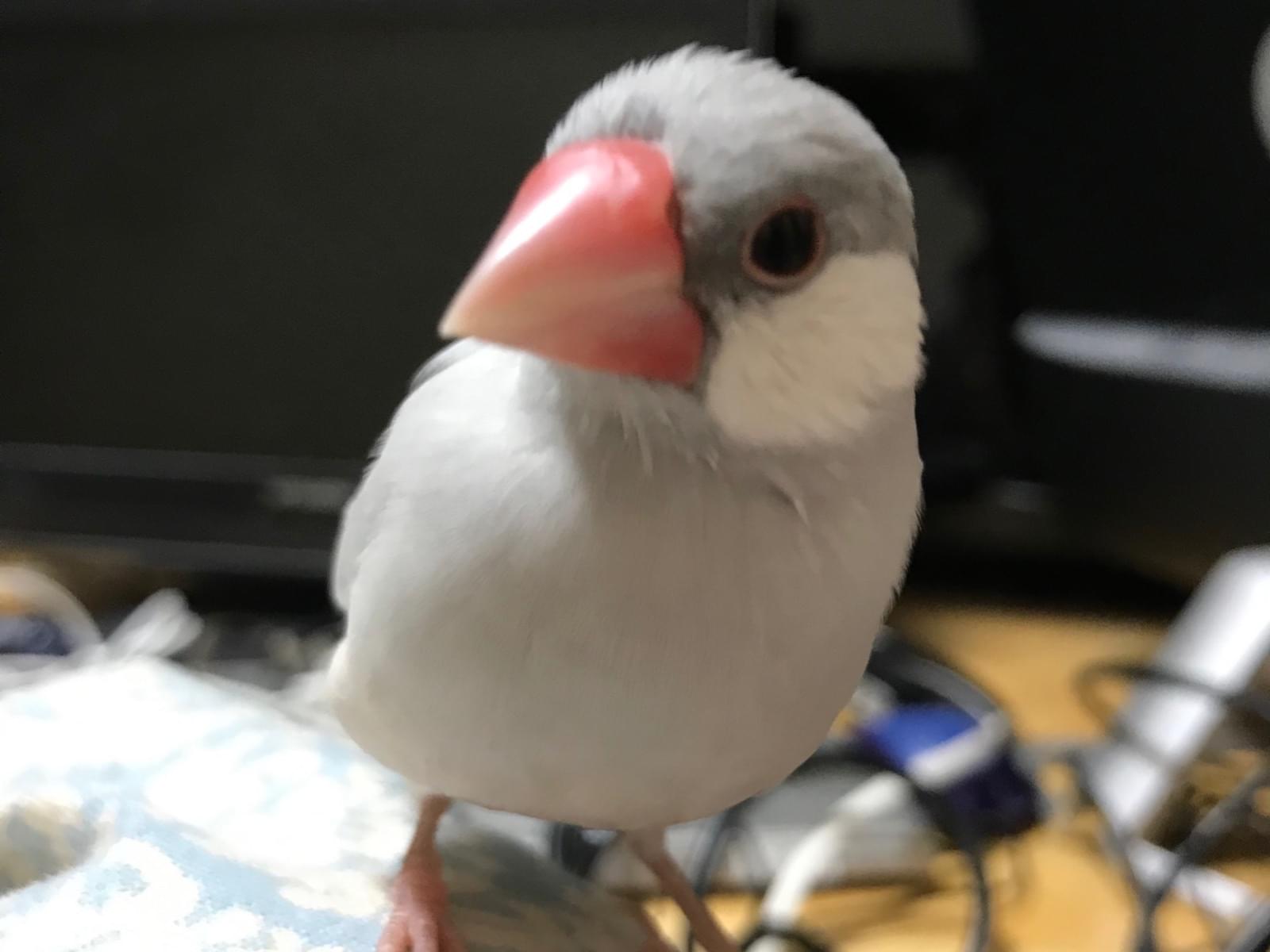 シルバー文鳥 ヒコちゃん シルバー文鳥 ヒコちゃん