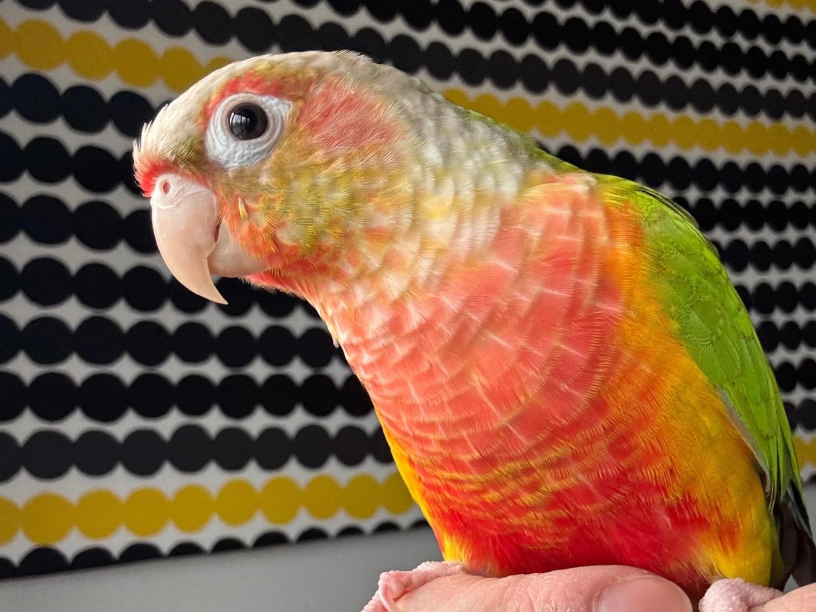 アズキちゃん